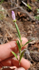 Clarkia amoena caurina