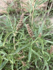 Amaranthus muricatus