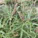 African Amaranth - Photo (c) Magdalena Vicens-Fornés, some rights reserved (CC BY-NC), uploaded by Magdalena Vicens-Fornés