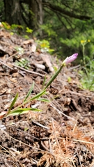 Clarkia amoena caurina