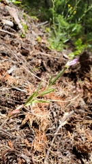 Clarkia amoena caurina
