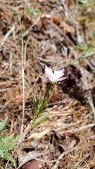 Clarkia amoena caurina
