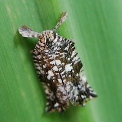 Lophopinae