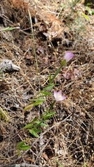 Clarkia amoena caurina