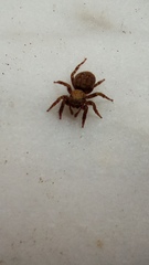 Euophrys