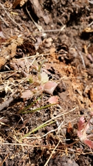 Collomia heterophylla