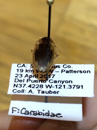 Tule Beetle photo 5