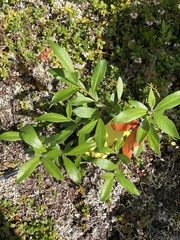 Salix alaxensis