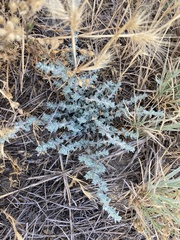 Atriplex parishii