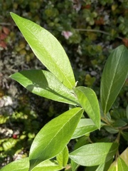 Salix alaxensis