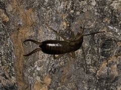 Forficula auricularia