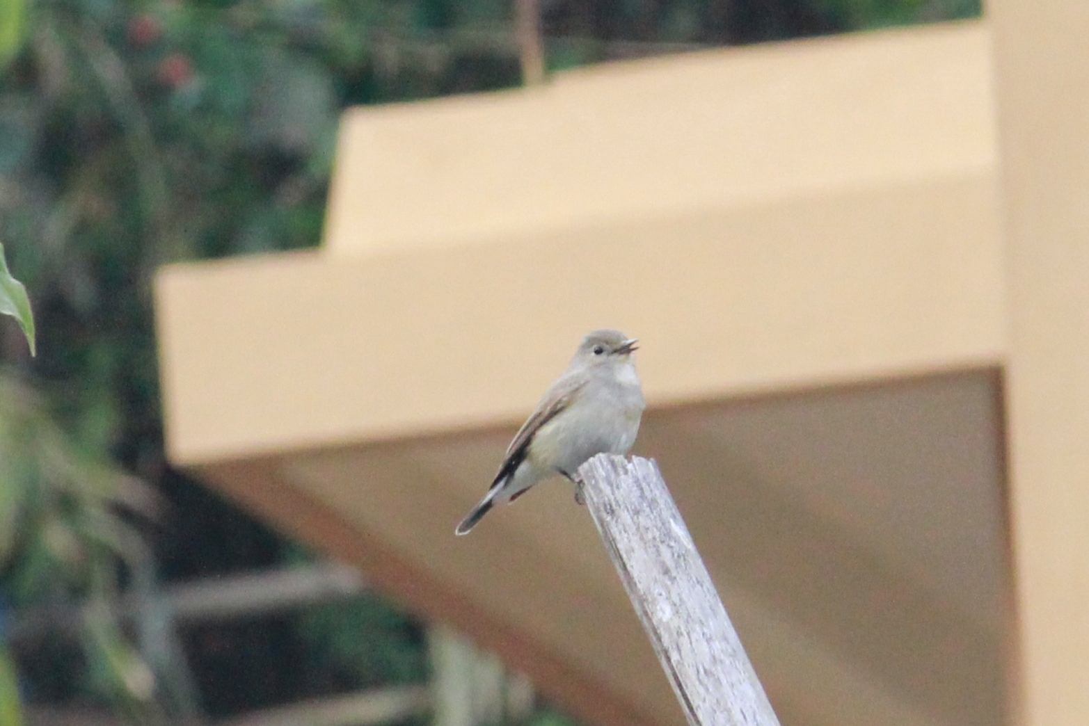 Taiga Flycatcher