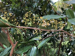 Syzygium nervosum