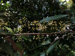 Syzygium nervosum