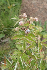 Rubus ludwigii