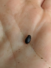 Trox perrisii
