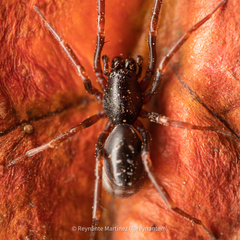 Oedignatha scrobiculata