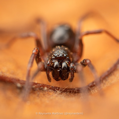 Oedignatha scrobiculata