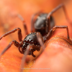 Oedignatha scrobiculata
