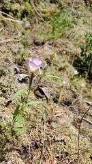 Clarkia amoena caurina