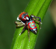 Maratus splendens