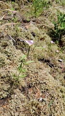 Clarkia amoena caurina