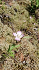 Clarkia amoena caurina