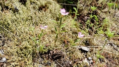 Clarkia amoena caurina