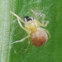 Araneae