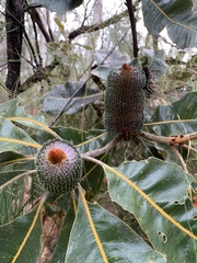 Banksia robur