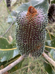 Banksia robur