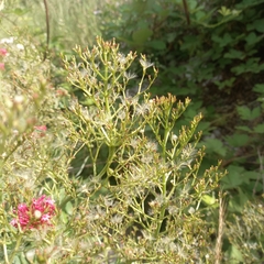 Centranthus ruber
