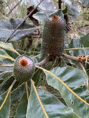 Banksia robur