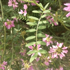 Securigera varia