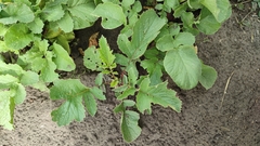 Raphanus sativus radicula