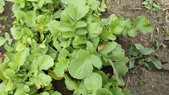 Raphanus sativus radicula