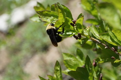 Bombus insularis