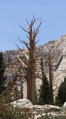 Pinus balfouriana