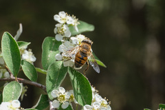 Eristalis tenax
