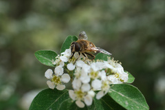 Eristalis tenax