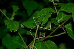 Phasmida