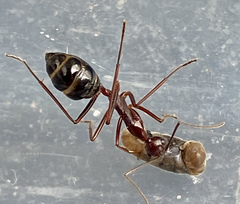Camponotus johnclarki