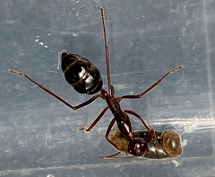 Camponotus johnclarki