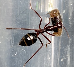 Camponotus johnclarki