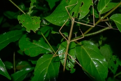 Phasmida