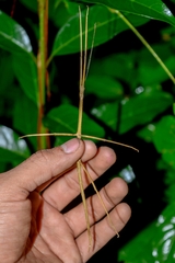 Phasmida