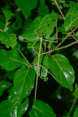Phasmida