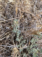 Atriplex coulteri