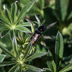 Selatosomus suckleyi