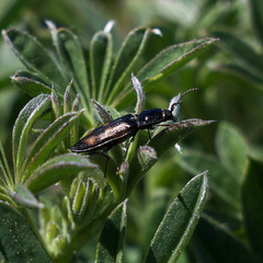 Selatosomus suckleyi